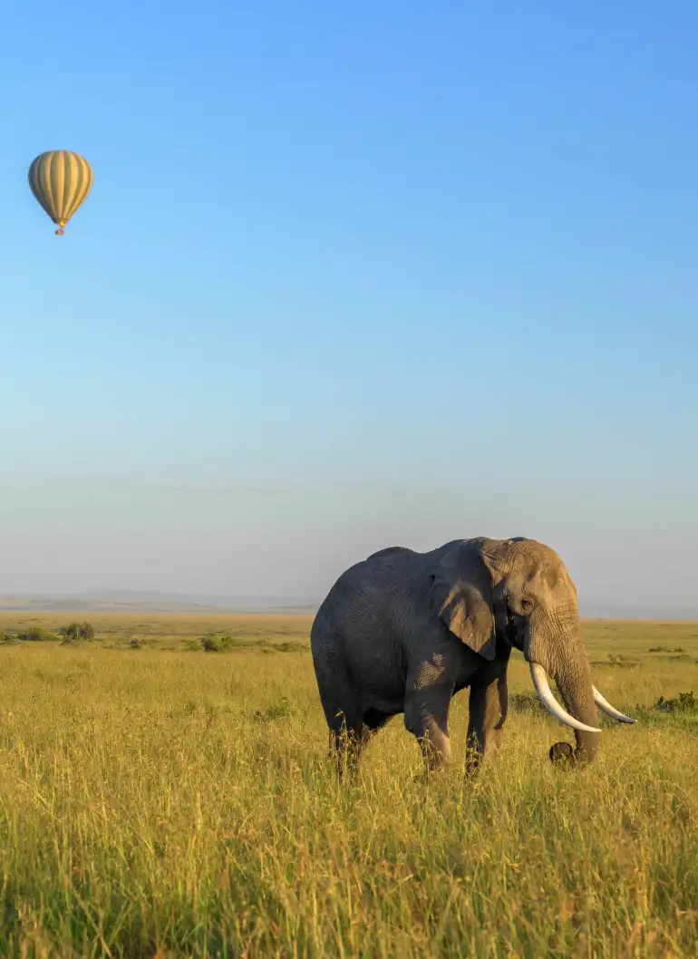 3-days-masai-mara-fly-in-safari-3