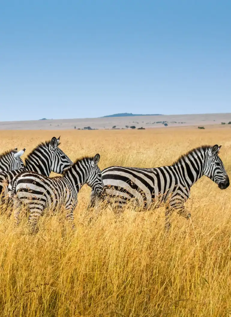 3-days-masai-mara-fly-in-safari-4