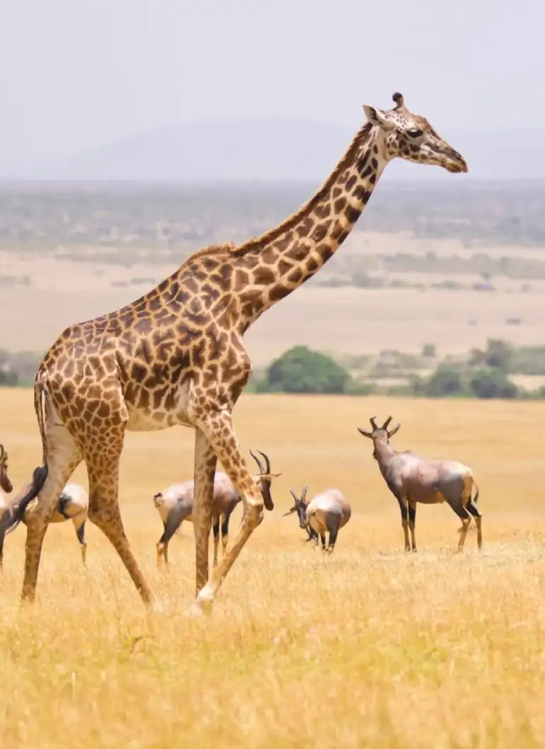 3-days-masai-mara-fly-in-safari-5
