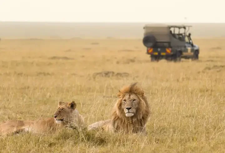 3 days masai mara fly in safari 7