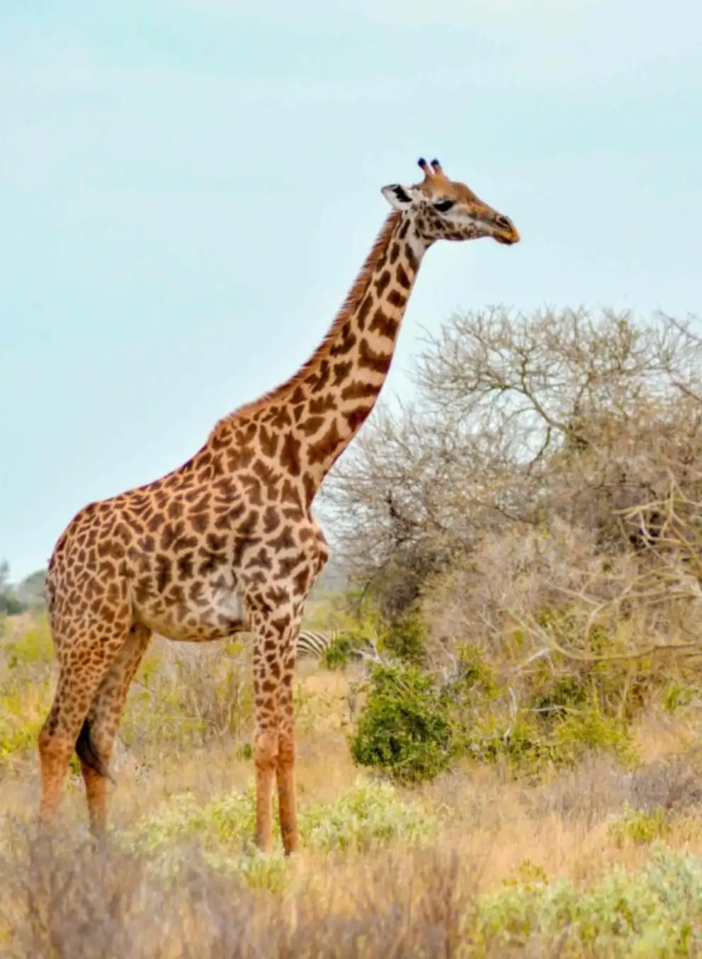 3-days-tsavo-safari-1