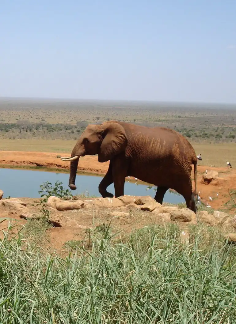 3-days-tsavo-safari-2