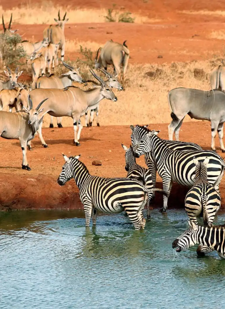 3-days-tsavo-safari-3