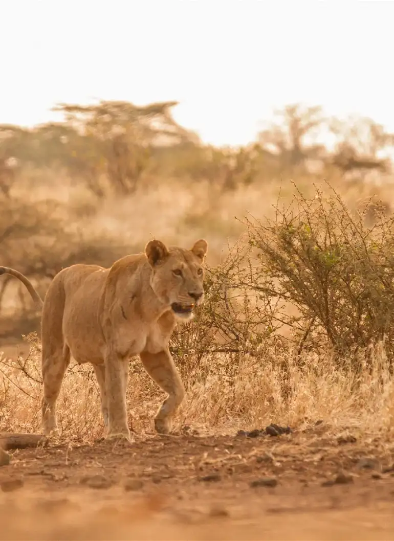 3-days-tsavo-safari-4
