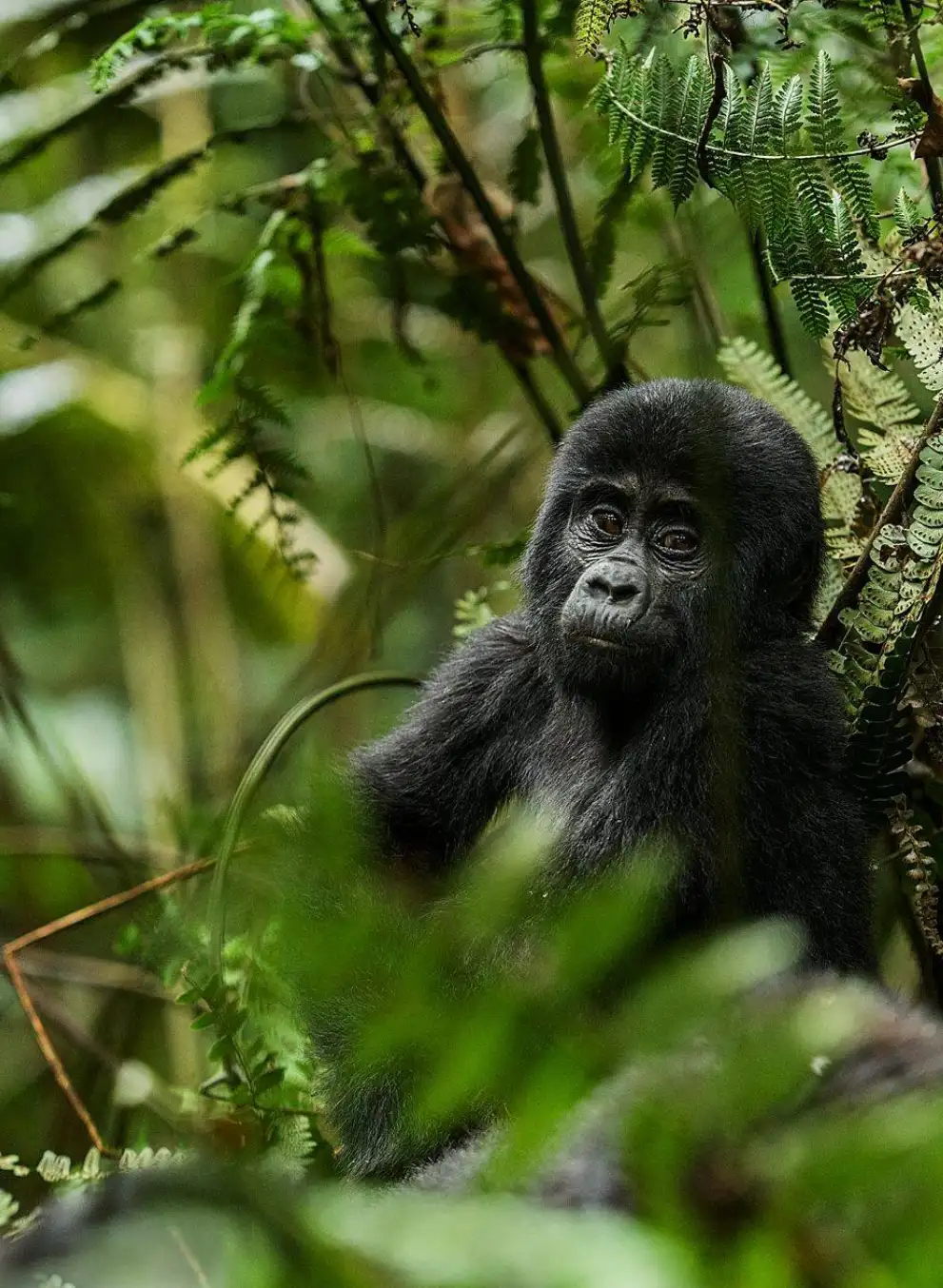 4-days-gorilla-trekking-adventure-2