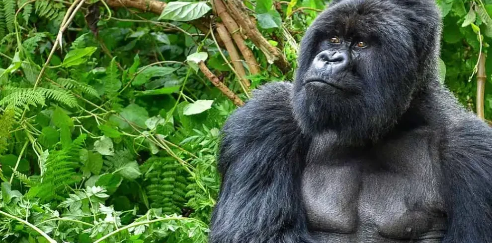4 days gorilla trekking adventure