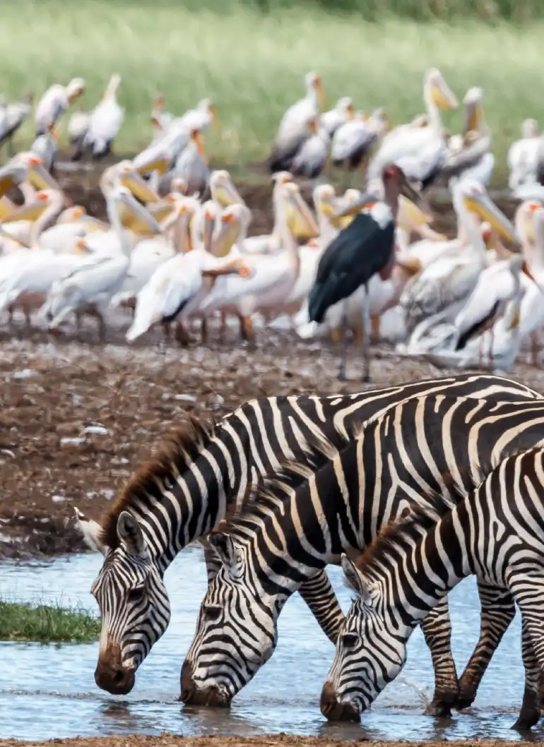 6-days-amboseli-masai-mara-fly-in-safari-5 (1)