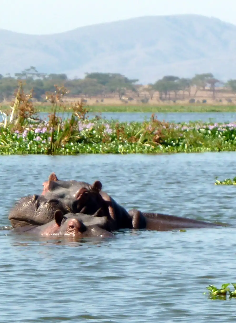 6-days-lake-and-bush-luxury-safari-2