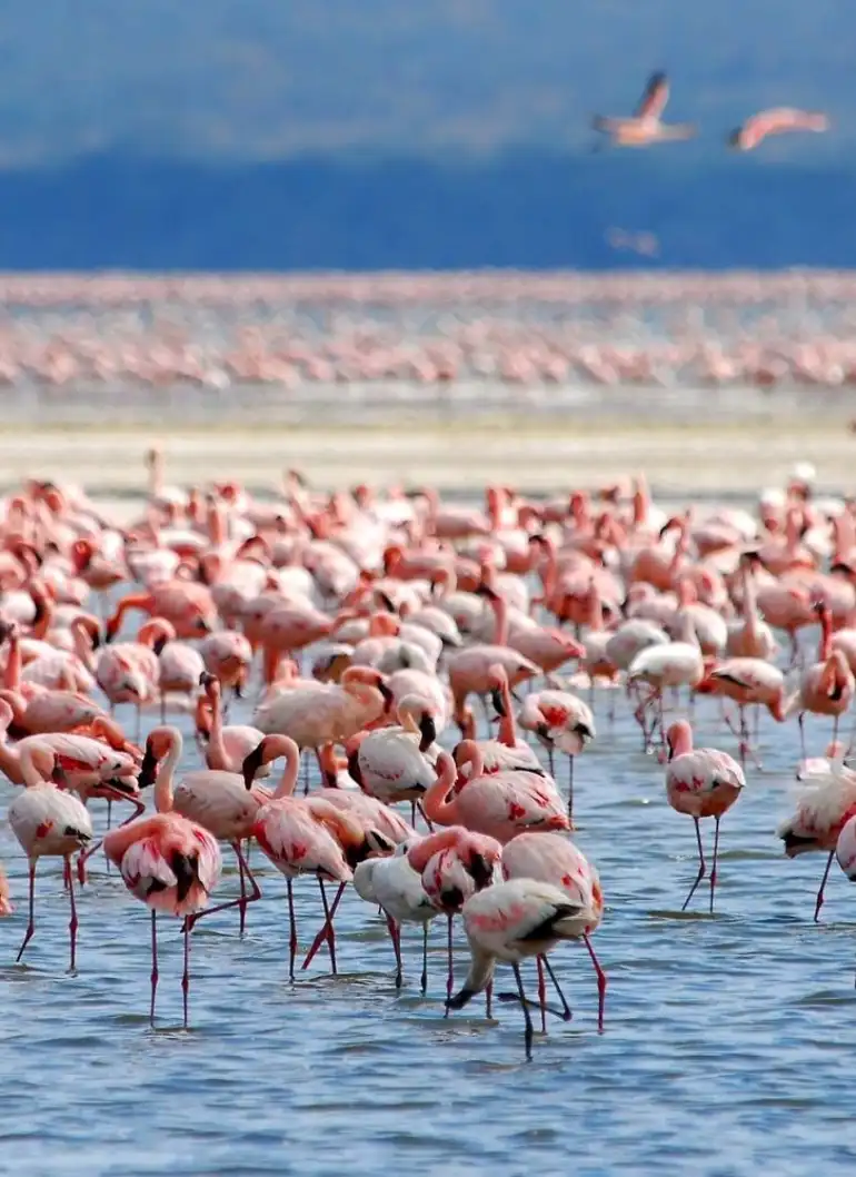 6-days-lake-and-bush-luxury-safari-3