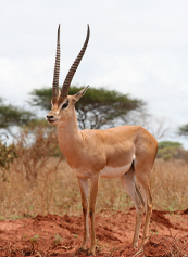 8-Days-economical-explore-Kenya-safari-4