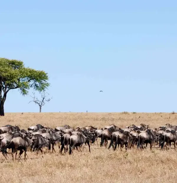 8 days gorilla trekking and masai mara safari combo