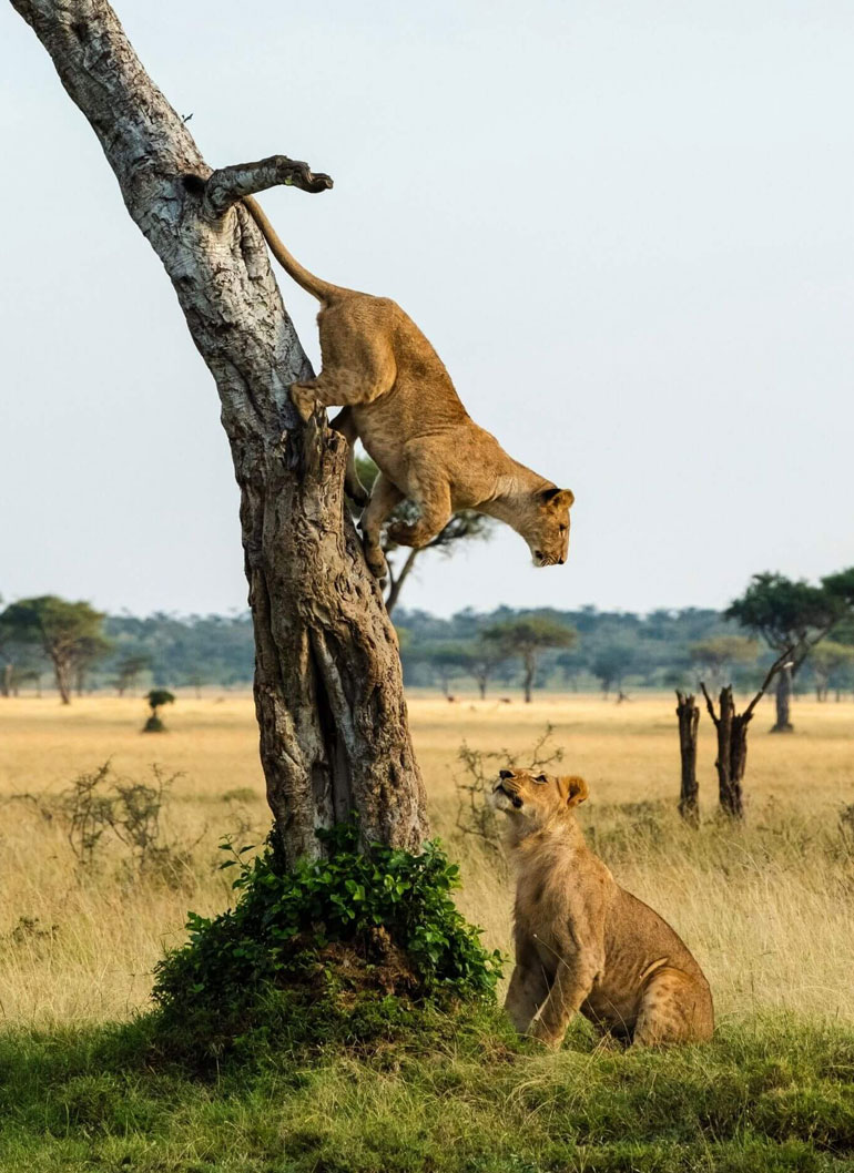 8-days-magical-uganda-safari-tour4