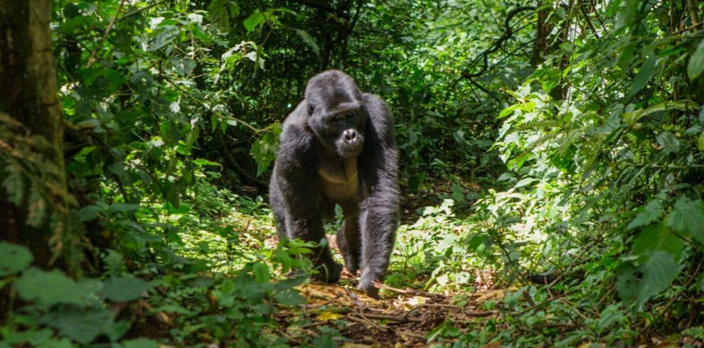 8 days rwanda primates adventure safari1