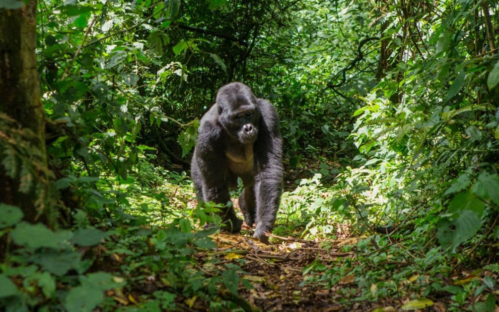 8 days rwanda primates adventure safari1