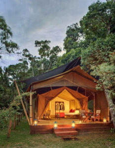 Elephant Pepper Camp
