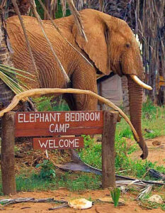 elephant bedroom