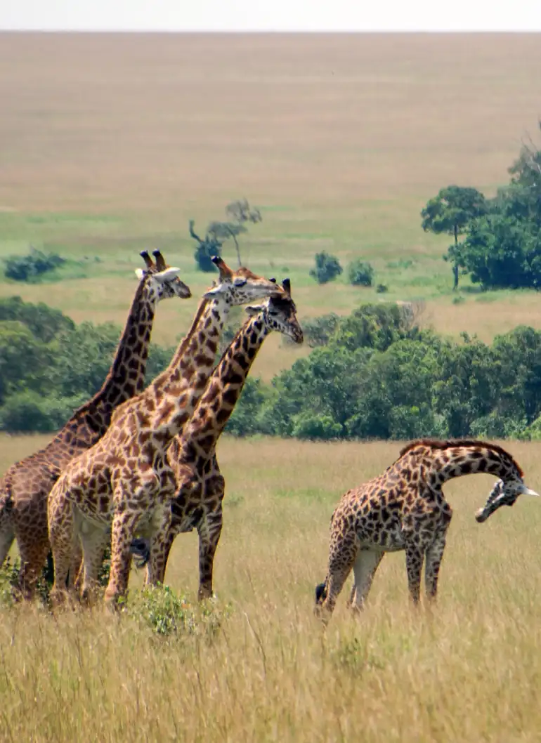 masai-mara-day-trip-3