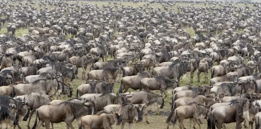 masai mara day trip