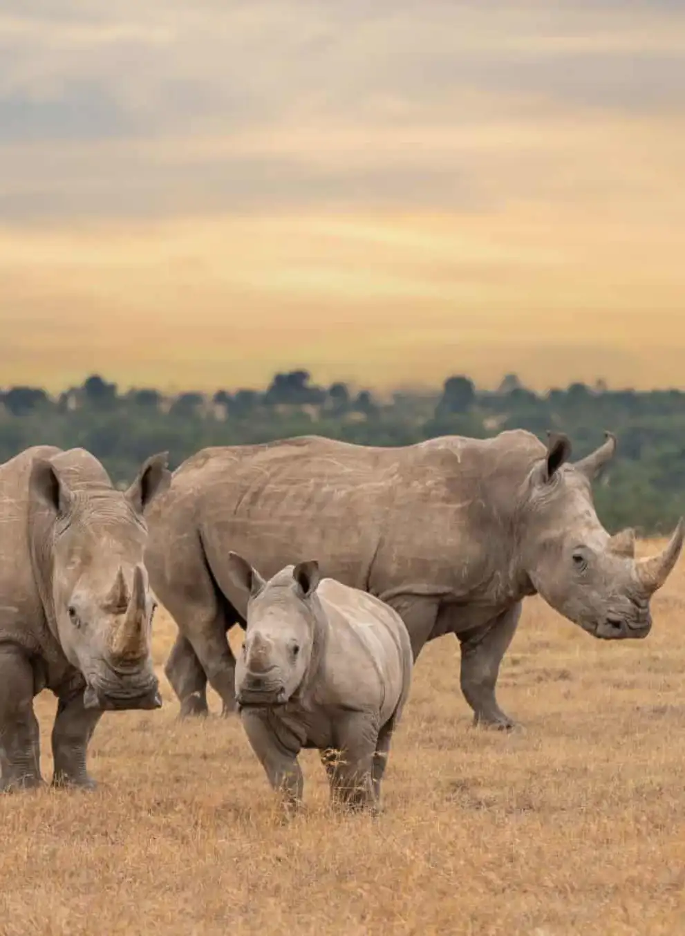 ol-pejeta-day-trip-2