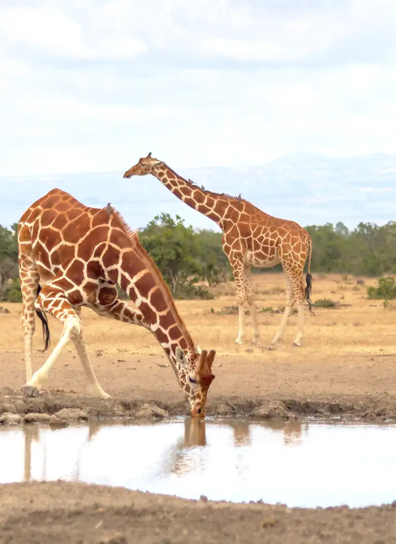 ol-pejeta-day-trip-5