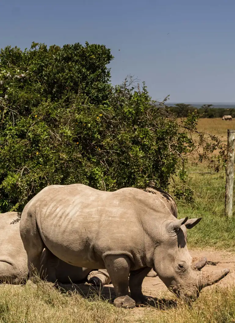 ol-pejeta-day-trip-6
