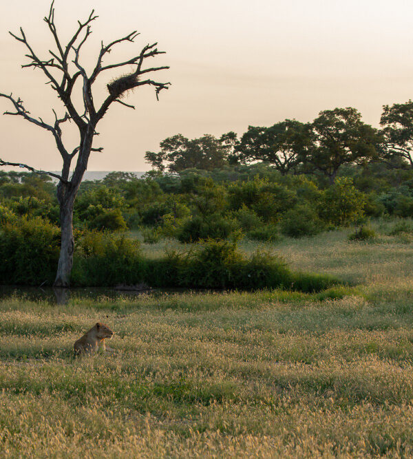 yoga in the wild