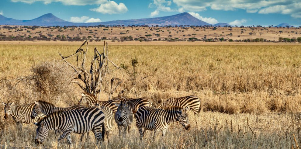 Wild Luxury: A Scenic Air Safari to Kenya’s Best Parks