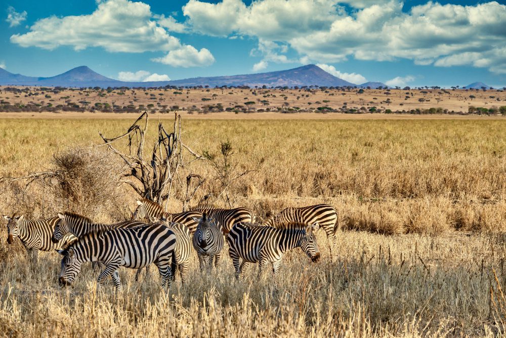 Wild Luxury: A Scenic Air Safari to Kenya’s Best Parks