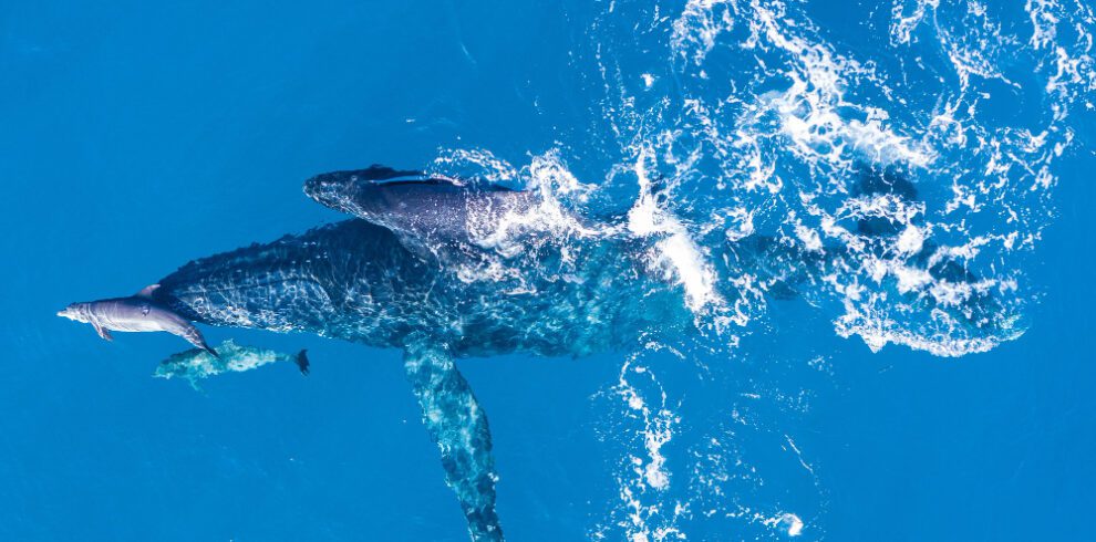 9-Night Ultimate Safari & Beach Escape (Whale Watching Special!)