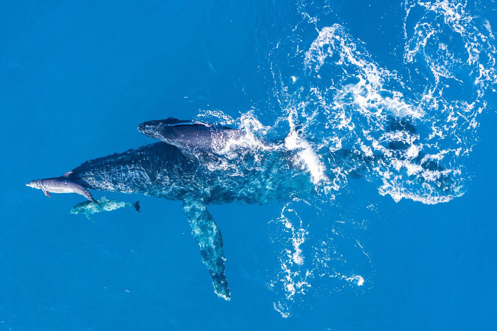 9-Night Ultimate Safari & Beach Escape (Whale Watching Special!)