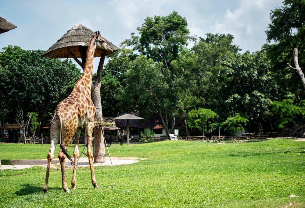 11-Night Luxury Bush, Beach & Nairobi Explorer