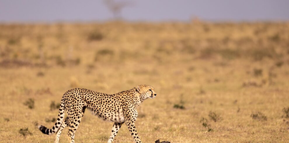 Safari of a Lifetime – Luxury, Wildlife & Adventure Await!