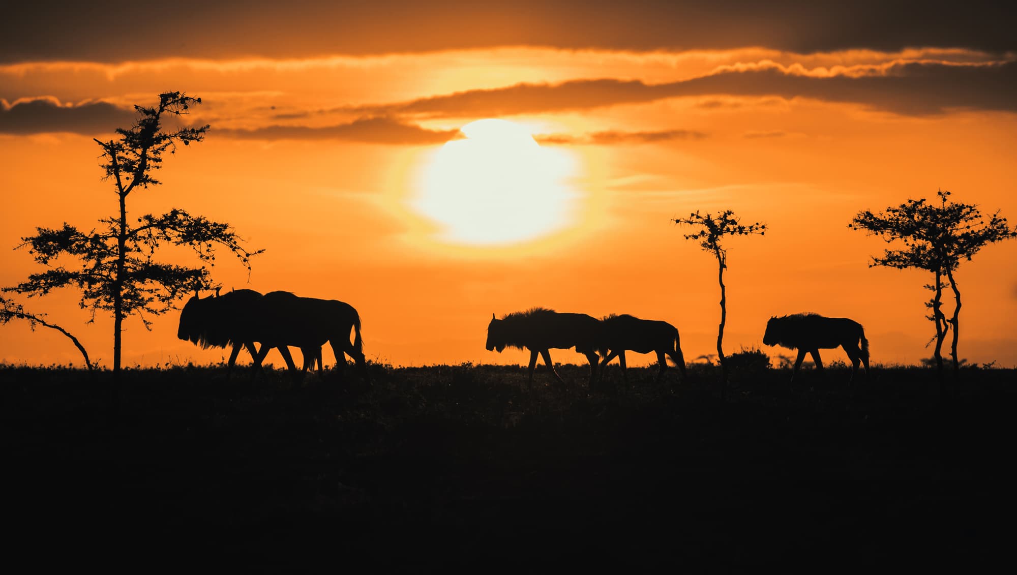Ol-Seki-Hemingways-Mara-Game-Drive-Wildebeests-at-Sunrise-Kenya